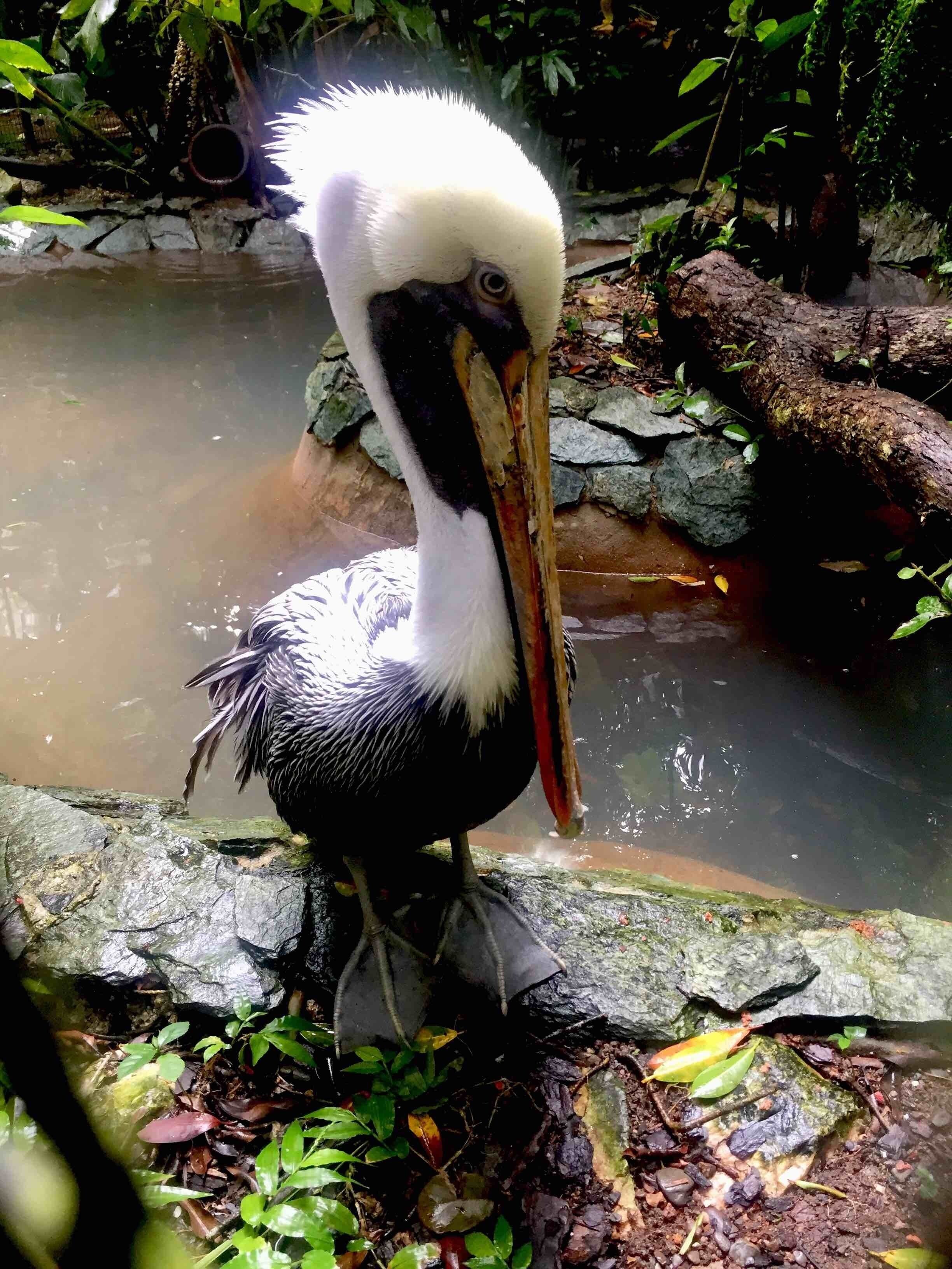 A pelican standing on a rock by a water body.
