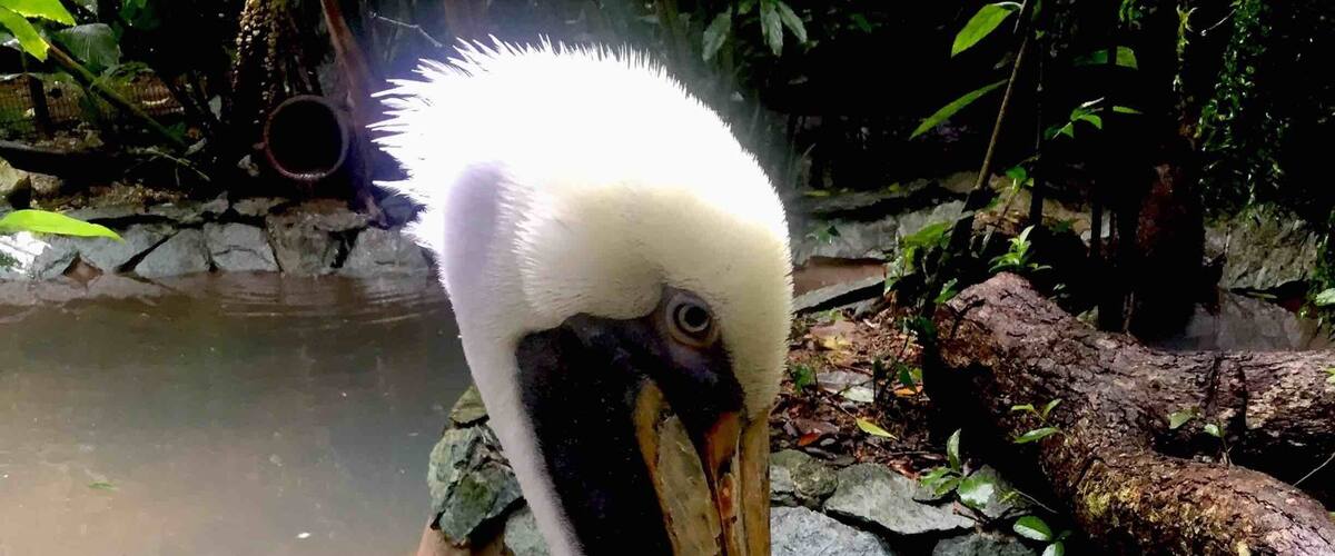 A pelican standing on a rock by a water body.