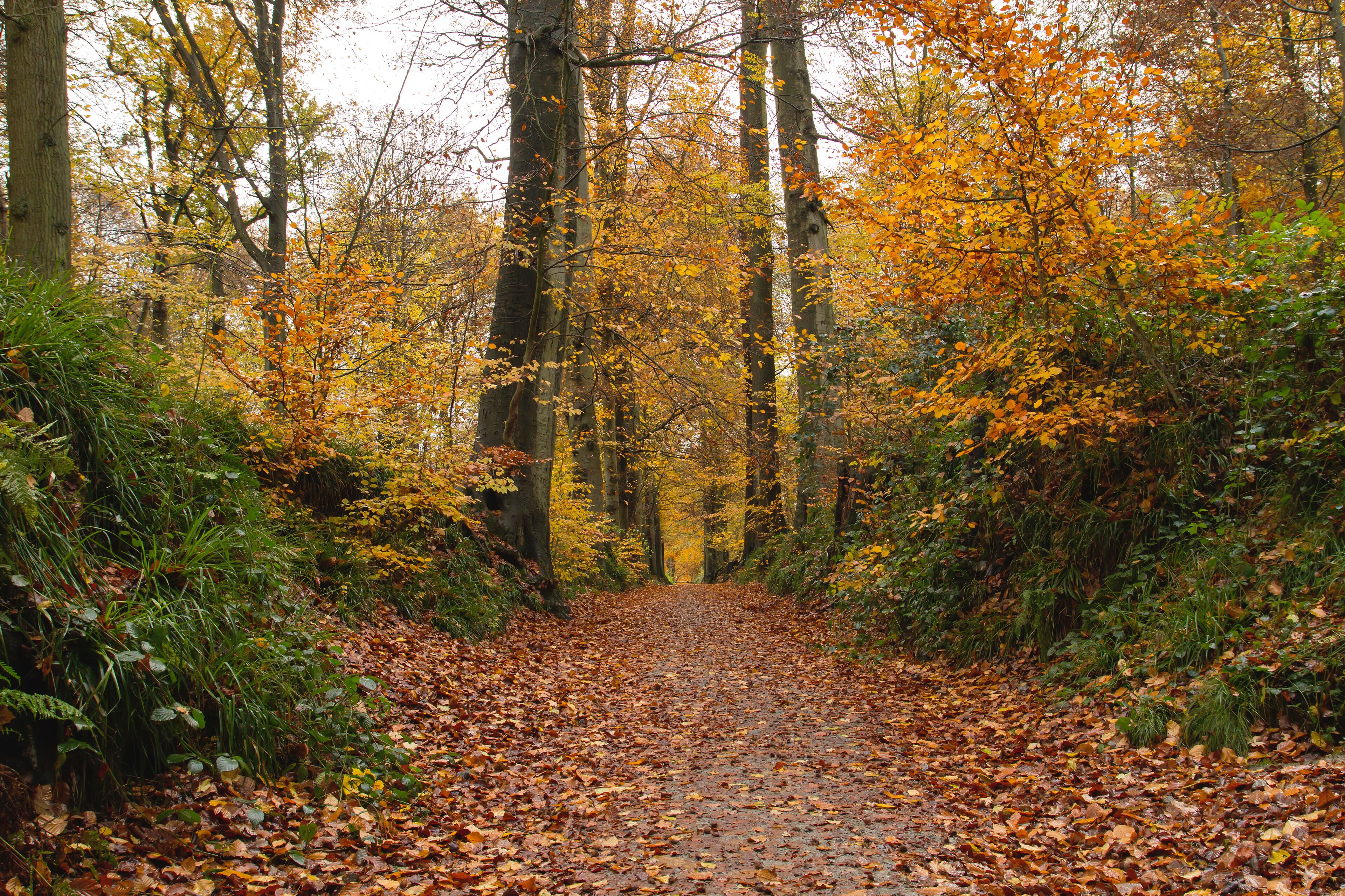 A forest path covered with fallen leaves.