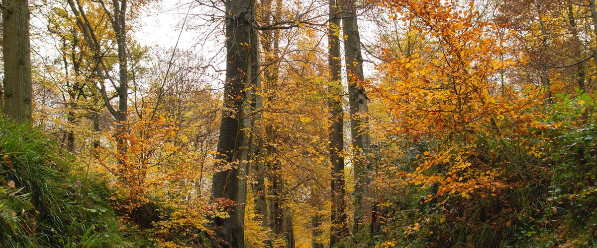 A forest path covered with fallen leaves.