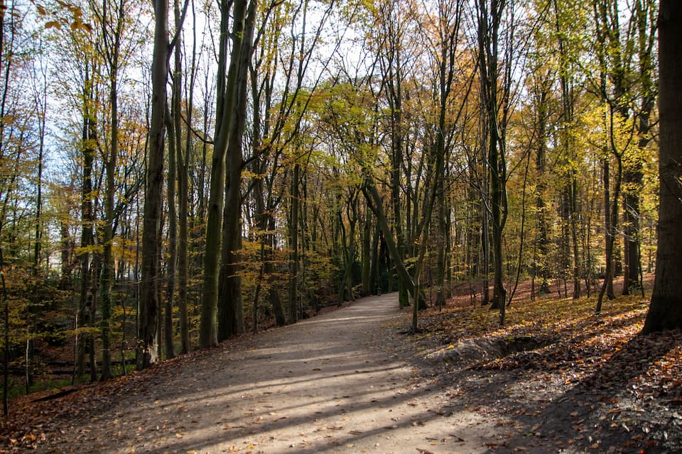 Uma trilha na floresta, ladeada por árvores altas com folhas de outono.