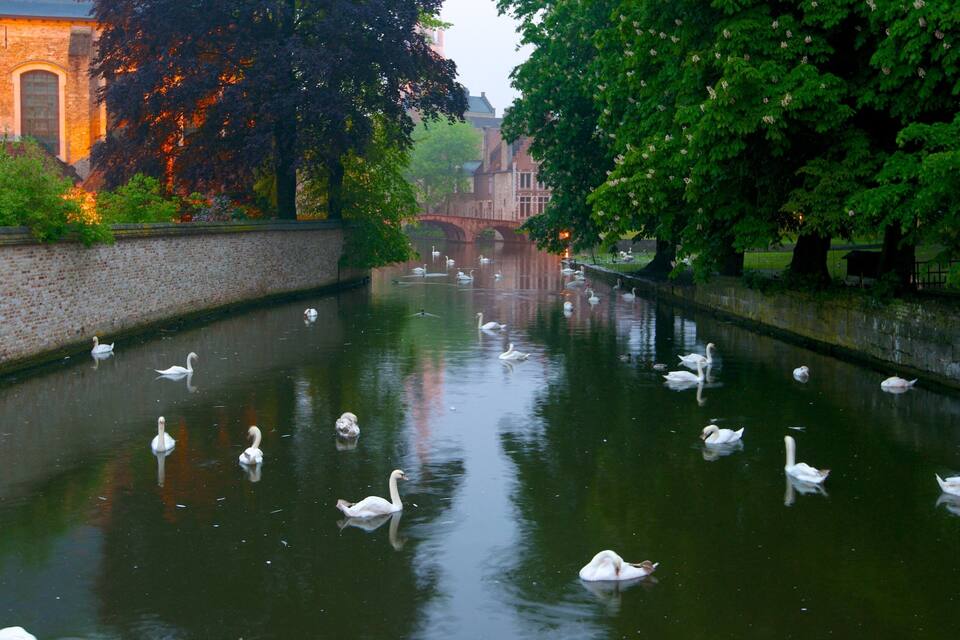 A canal with swans swimming, surrounded by trees and a brick building.