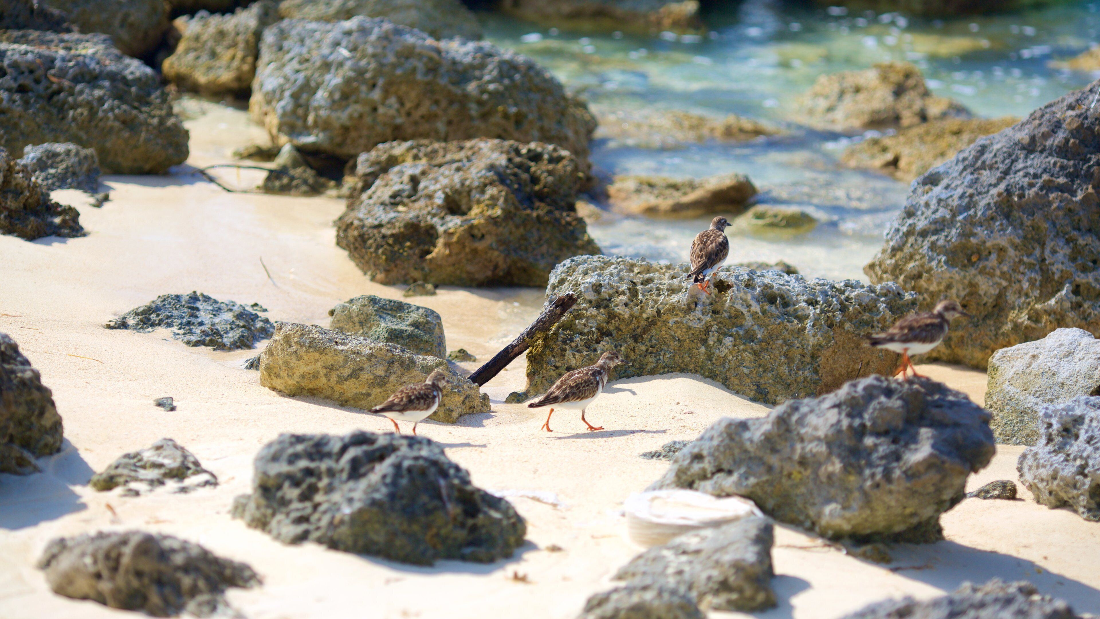 Barbary Beach showing a beach, rocky coastline and bird life