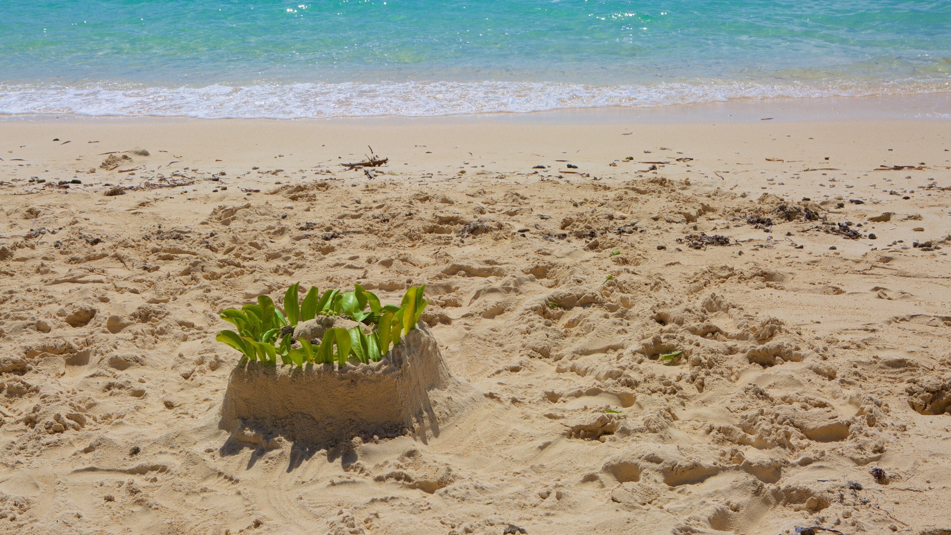 Xanadu Beach which includes a sandy beach