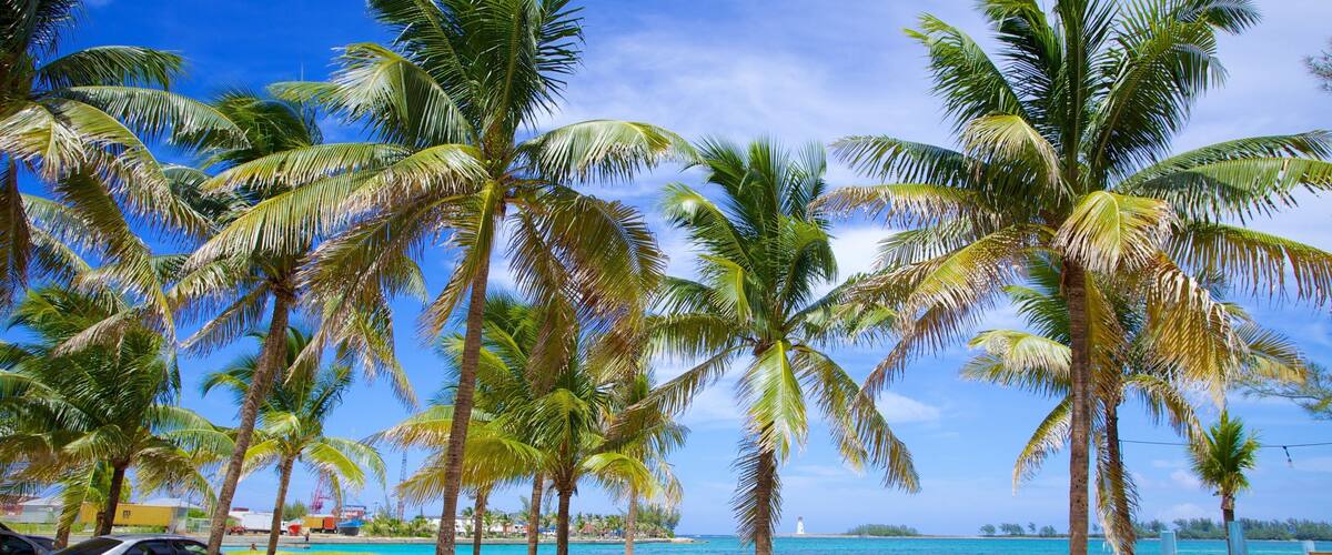A beach with palm trees, a clear blue sky, and turquoise water.