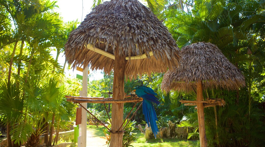 Ardastra Gardens, Zoo and Conservation Center showing zoo animals and bird life