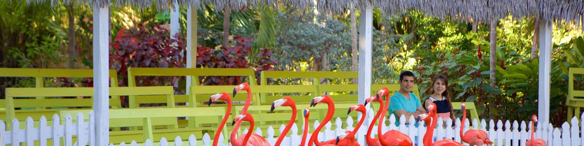 Ardastra Gardens, Zoo and Conservation Center featuring bird life and zoo animals as well as a couple