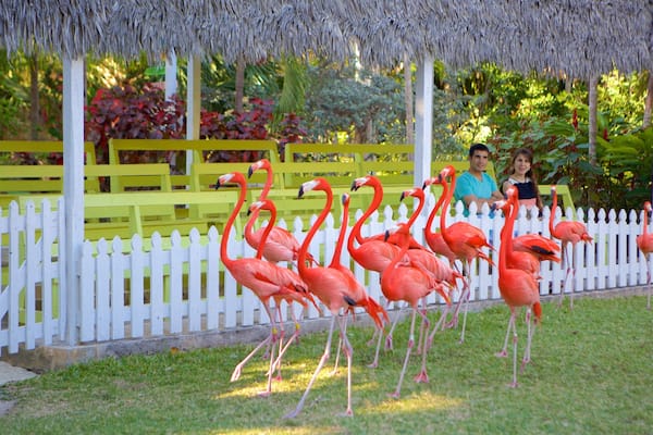 Ardastra Gardens, Zoo and Conservation Center featuring bird life and zoo animals as well as a couple