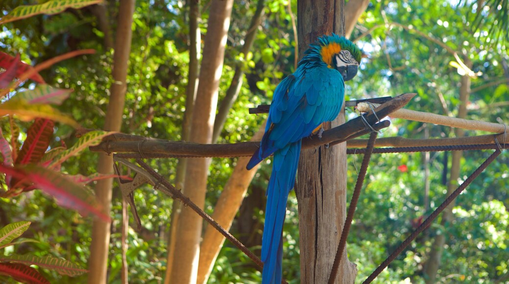 Ardastra Gardens, Zoo and Conservation Center featuring bird life
