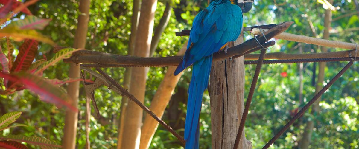 Ardastra Gardens, Zoo and Conservation Center welches beinhaltet Vögel