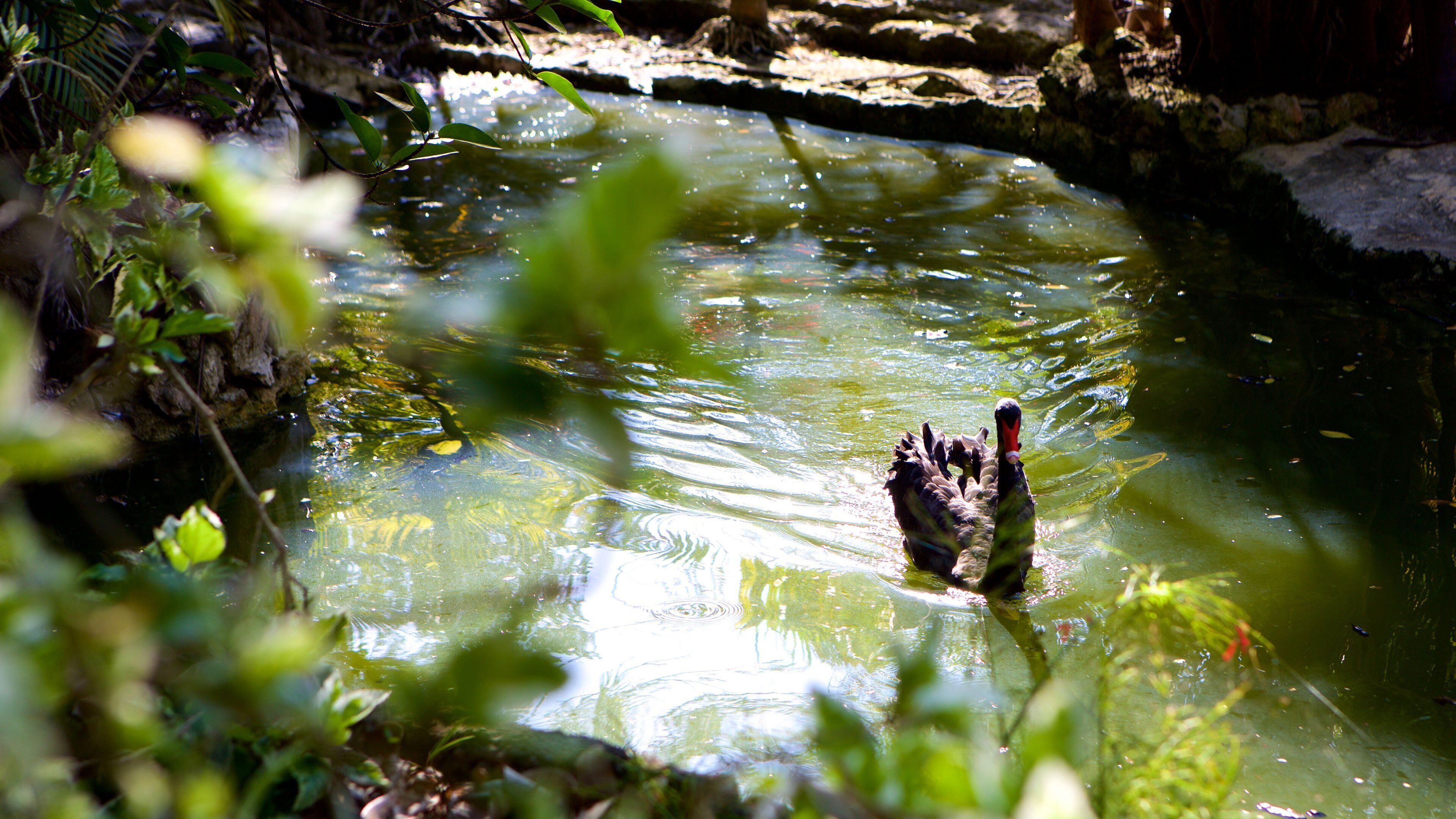 Ardastra Gardens, Zoo and Conservation Center showing bird life