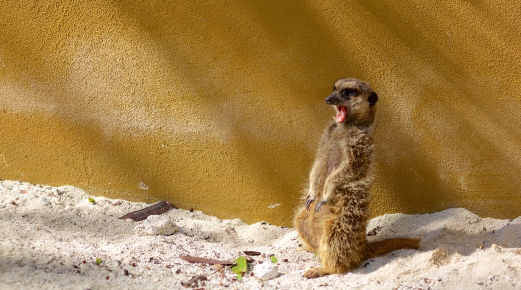 Jardins et zoo Ardastra montrant animaux de zoo et animaux domestiques ou inoffensifs