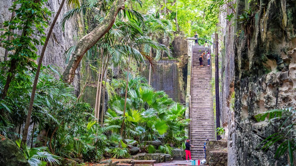 A jungle pathway with a wooden staircase leading up a rocky wall, surrounded by lush greenery.
