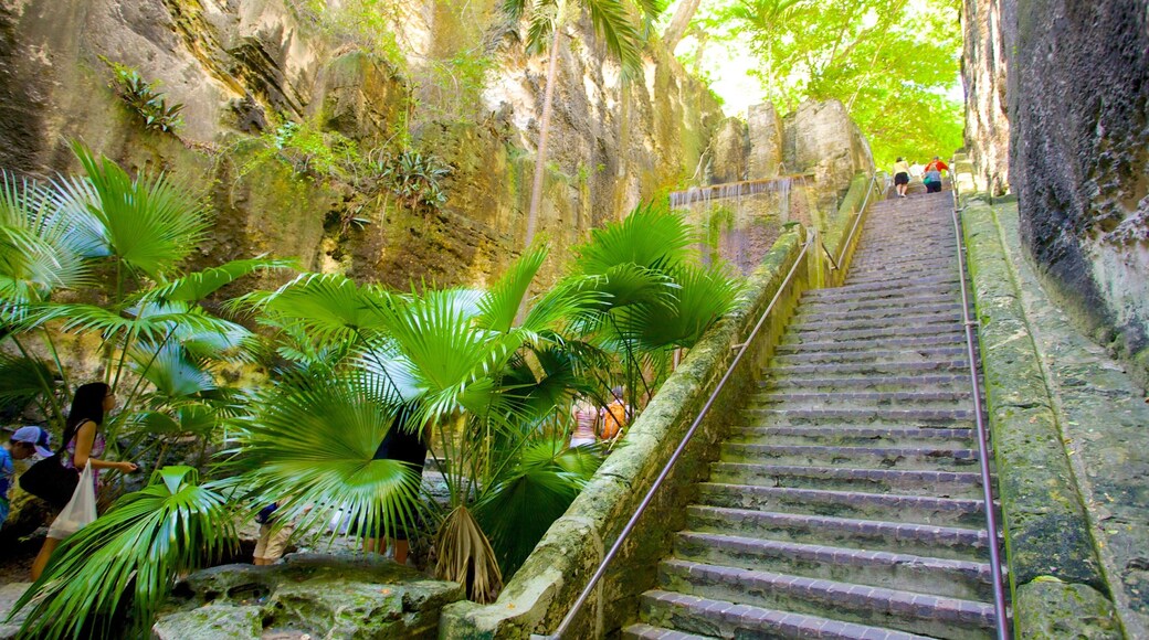 Queen\'s Staircase welches beinhaltet Regenwald