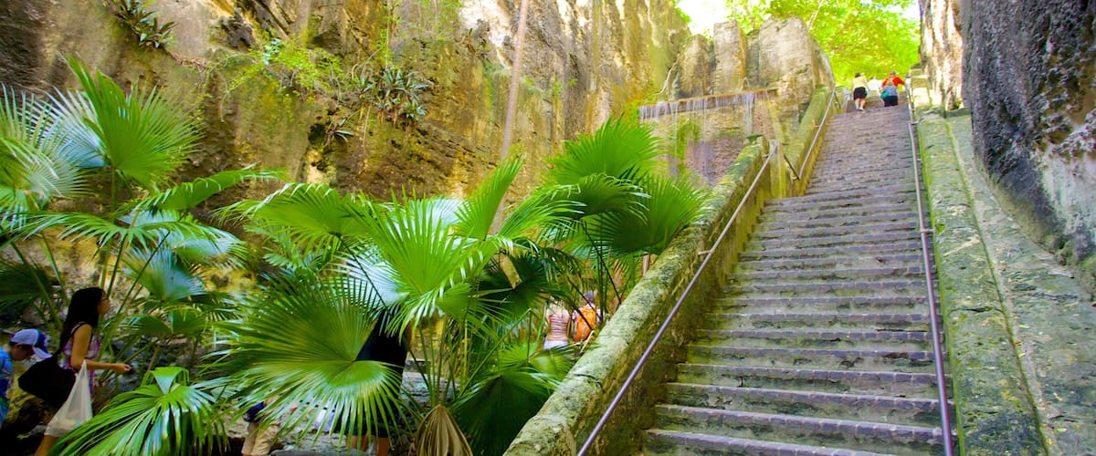 Queen\'s Staircase which includes rainforest