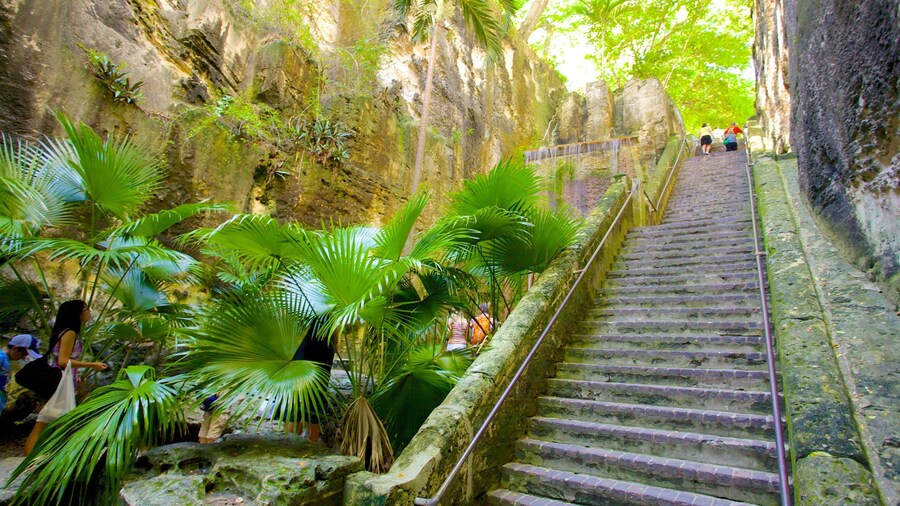 Queen\'s Staircase welches beinhaltet Regenwald