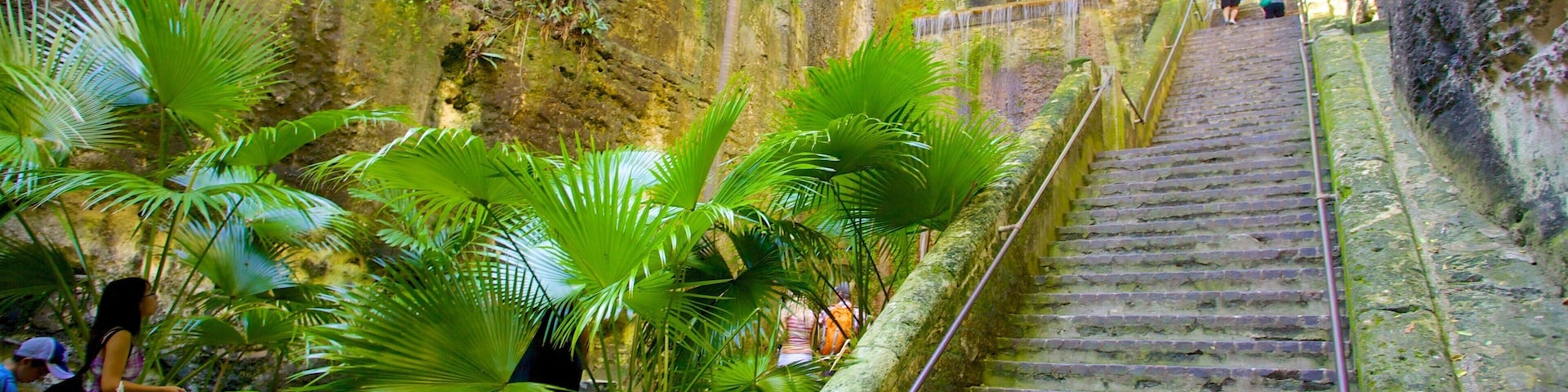 Queen\'s Staircase which includes rainforest
