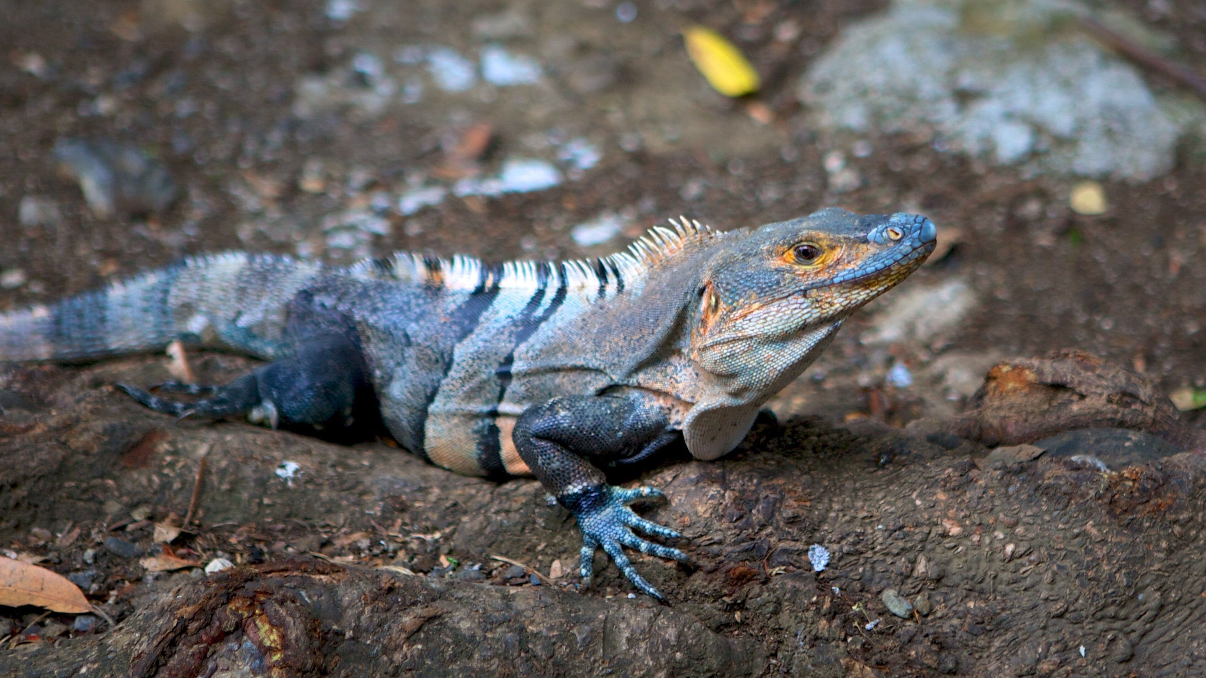 Coco Beach featuring animals