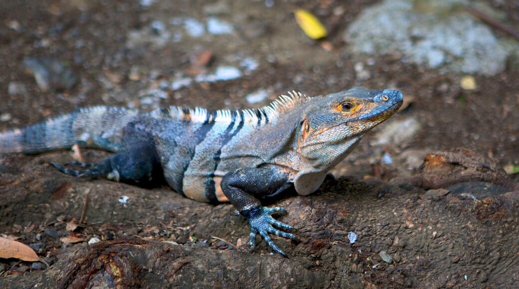 Coco Beach featuring animals