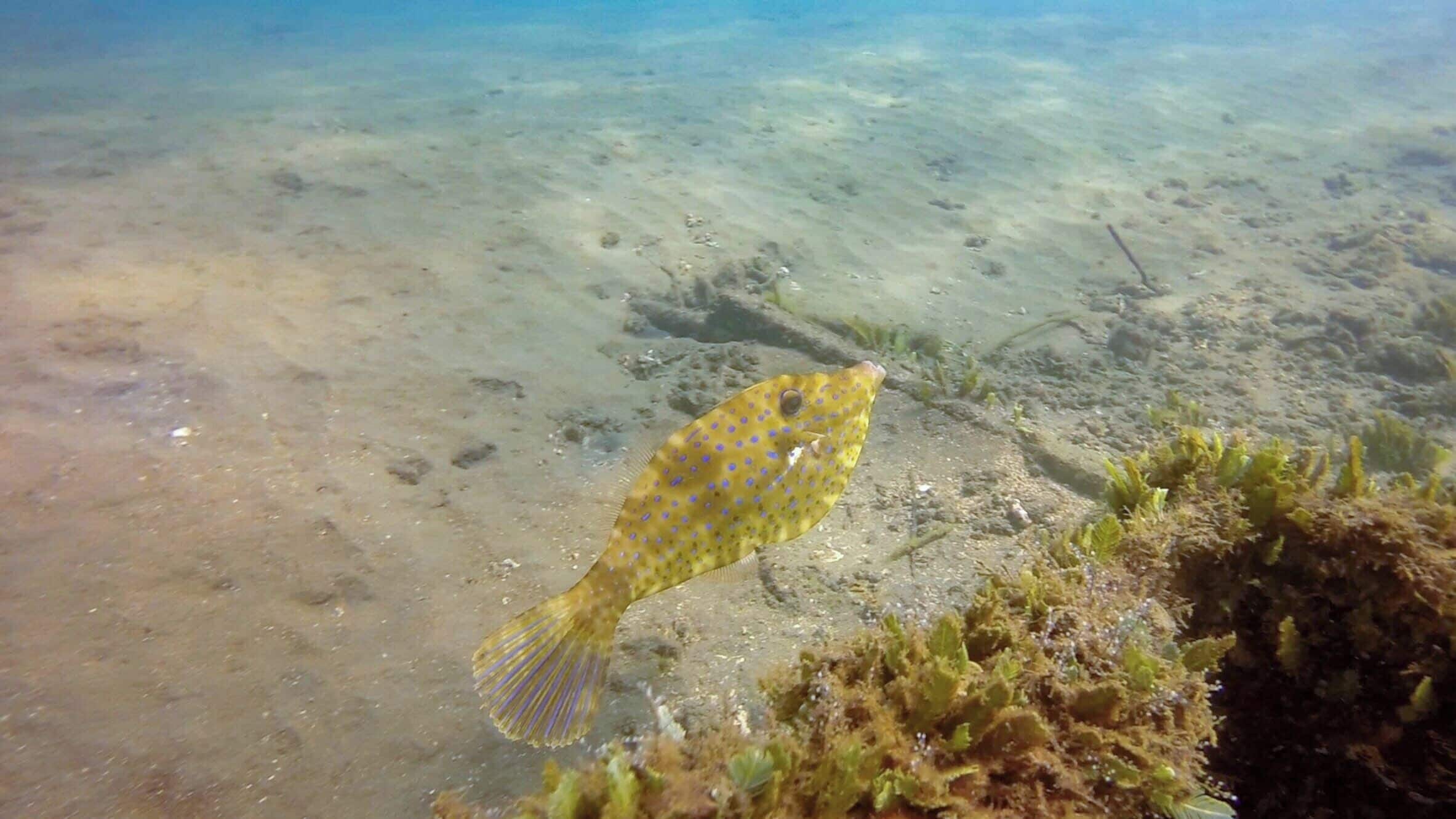 A curious little filefish that crossed our path while we snorkelled the Pacific coast of Costa Rica.

http://www.divebuddies4life.com/playa-del-coco-snorkeling-spots/