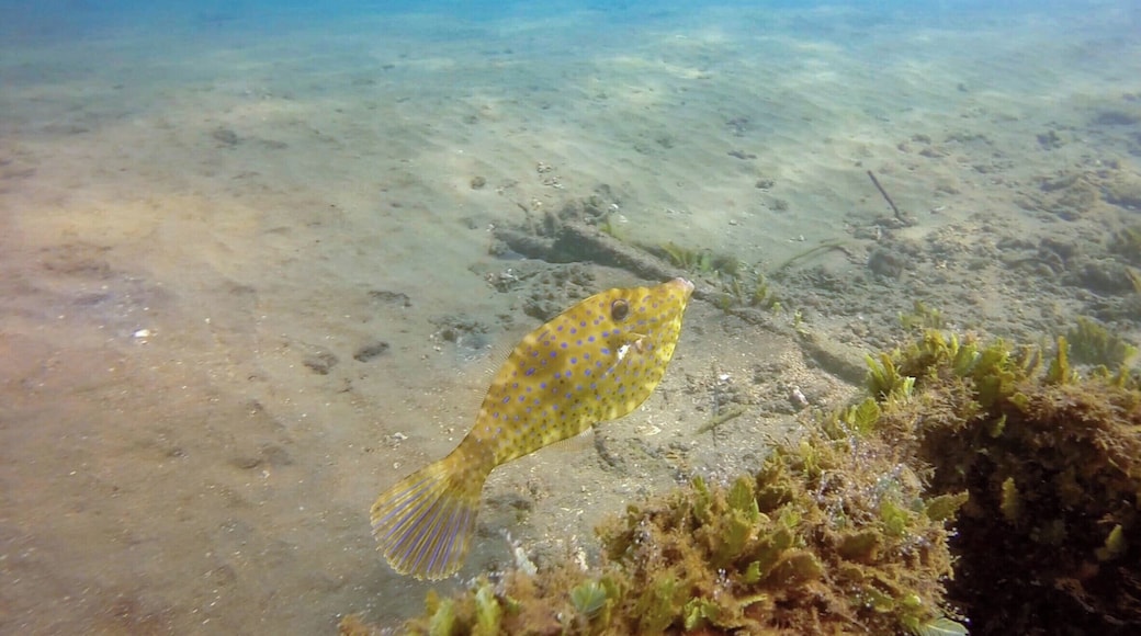 A curious little filefish that crossed our path while we snorkelled the Pacific coast of Costa Rica.
http://www.divebuddies4life.com/playa-del-coco-snorkeling-spots/