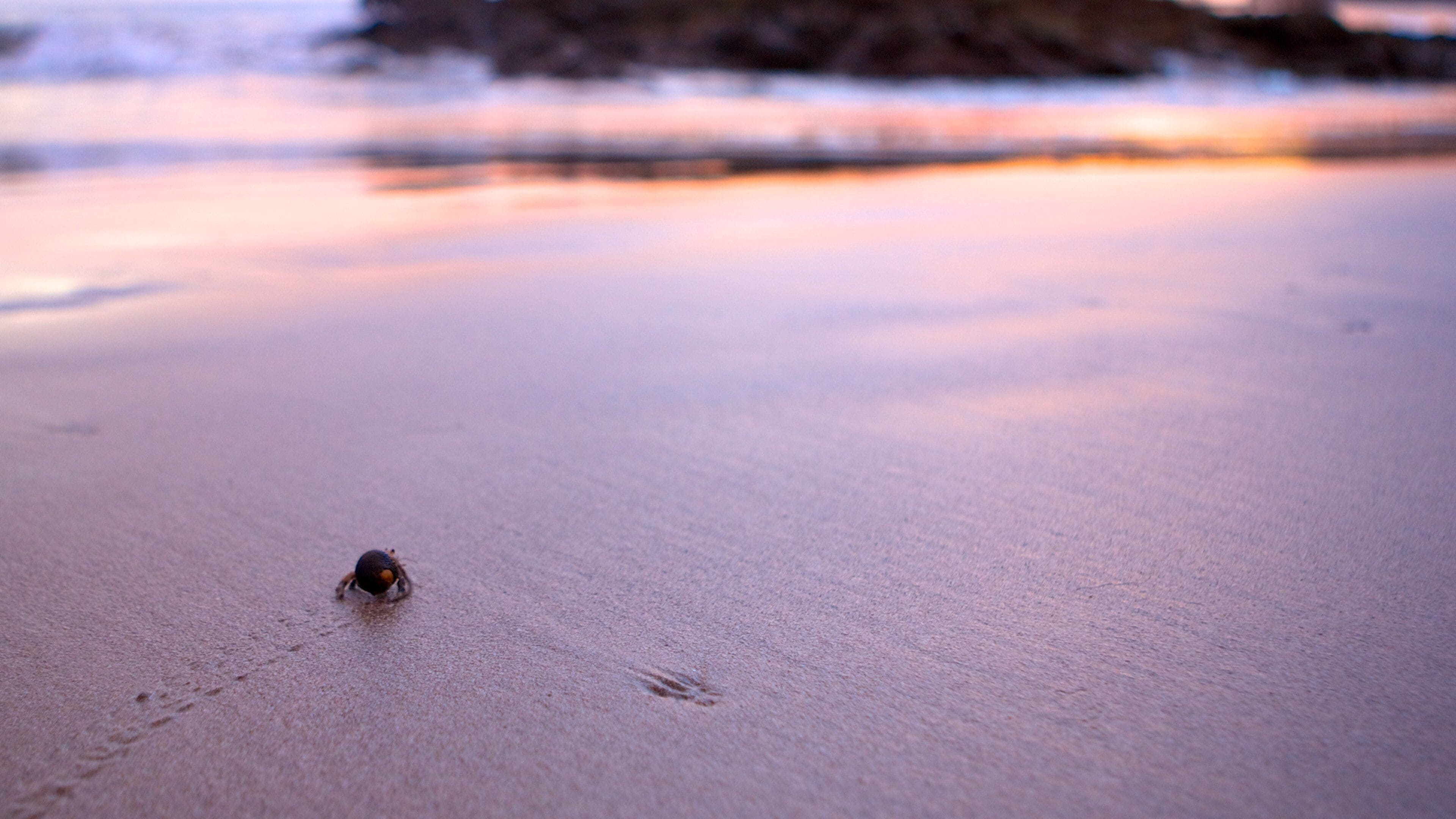 Flamingostrand inclusief dieren en een strand