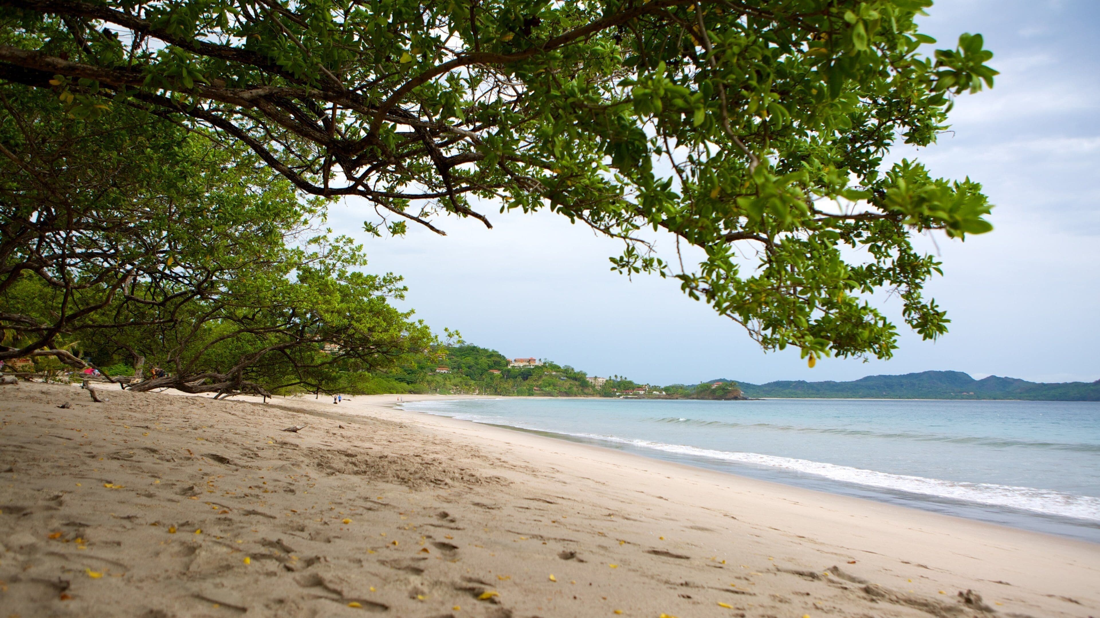 Flamingostrand toont een zandstrand
