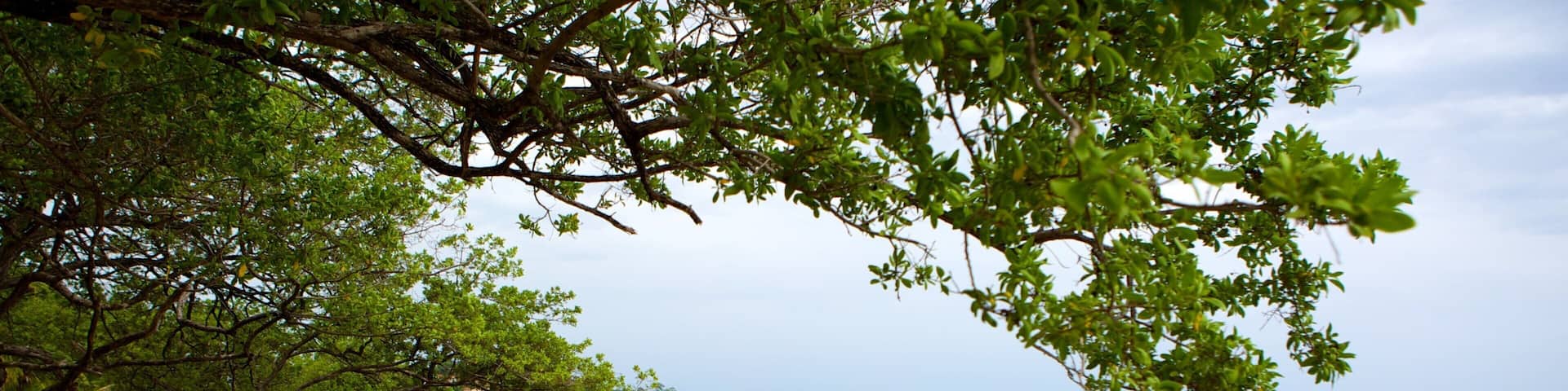 Flamingo Beach which includes a sandy beach