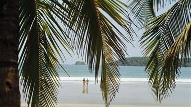 Uma praia com palmeiras e um mar calmo.