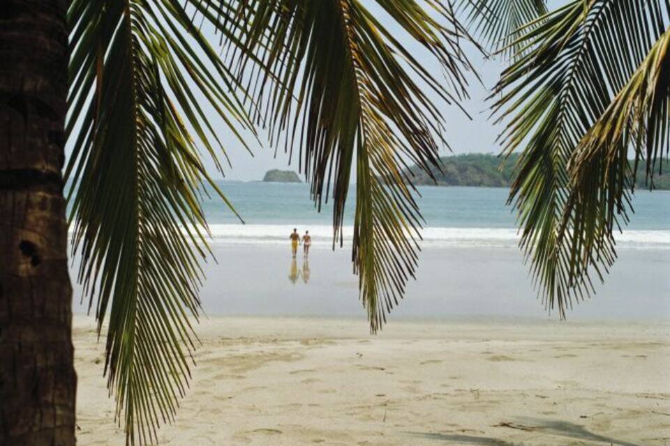 A beach with palm trees and a calm sea.
