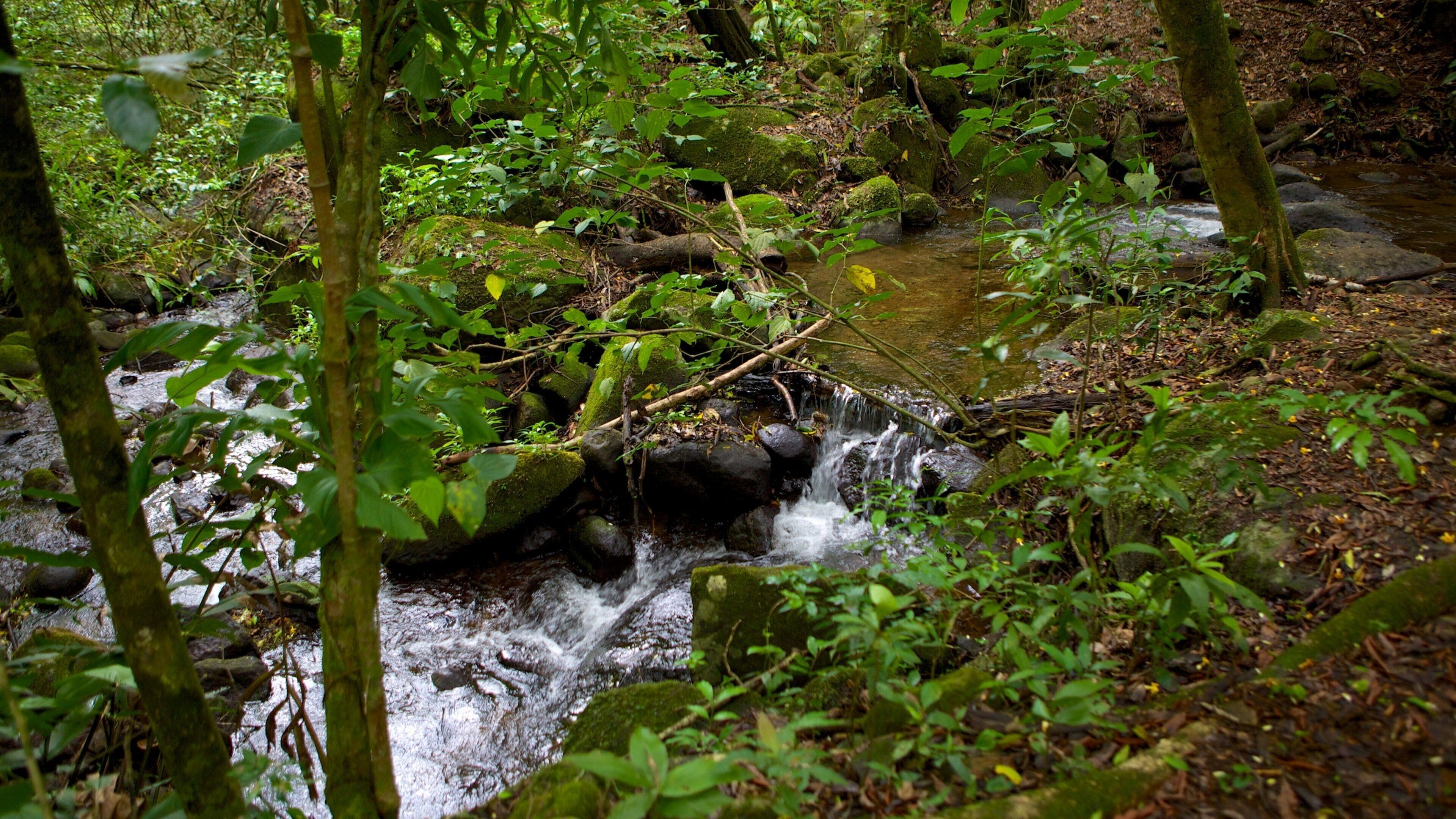 Rincon de la Vieja National Park showing forests, rainforest and a river or creek