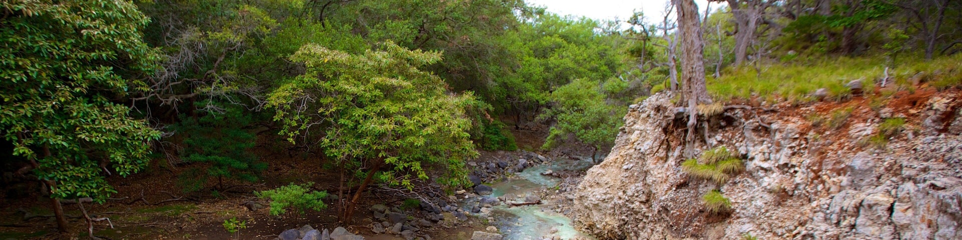 Rincon de la Vieja National Park showing a river or creek and forests