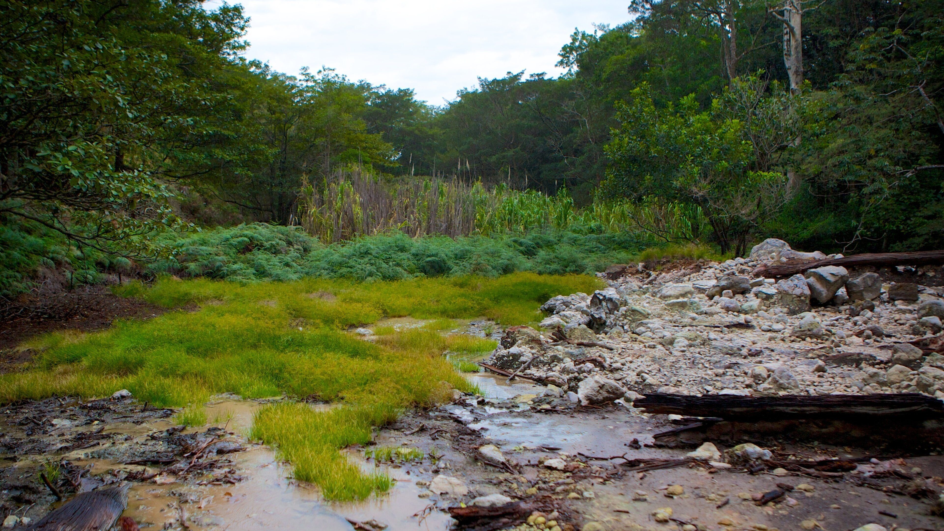 A natural landscape with a rocky stream bed, patches of green grass, and dense forest in the background.