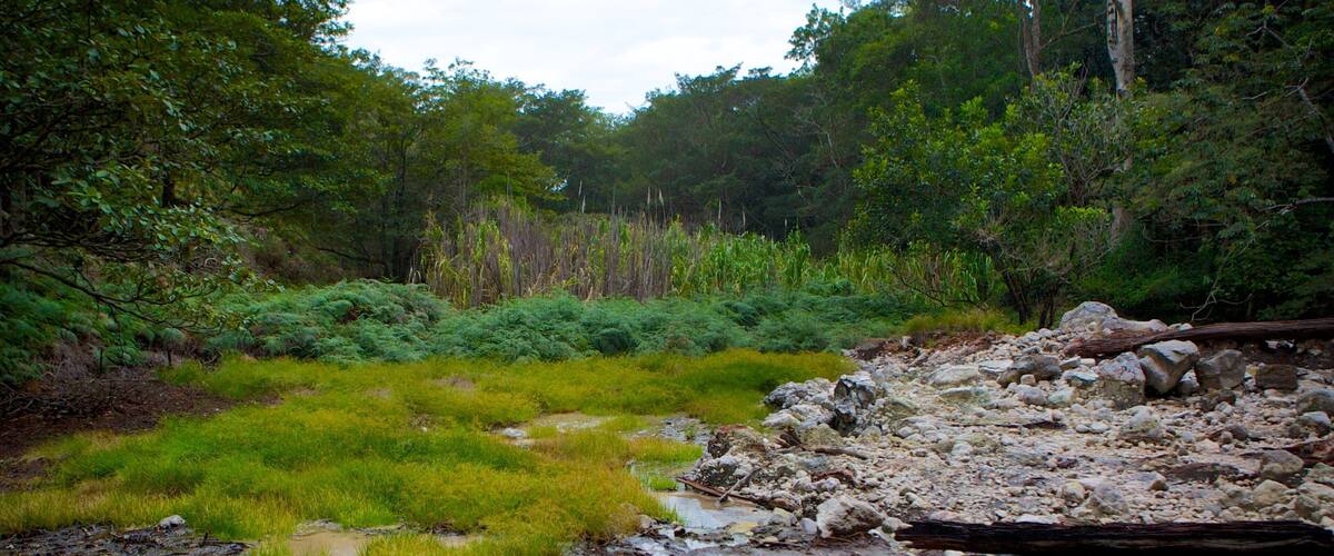 A natural landscape with a rocky stream bed, patches of green grass, and dense forest in the background.