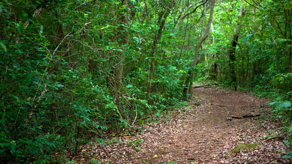 A forest path surrounded by dense green foliage.