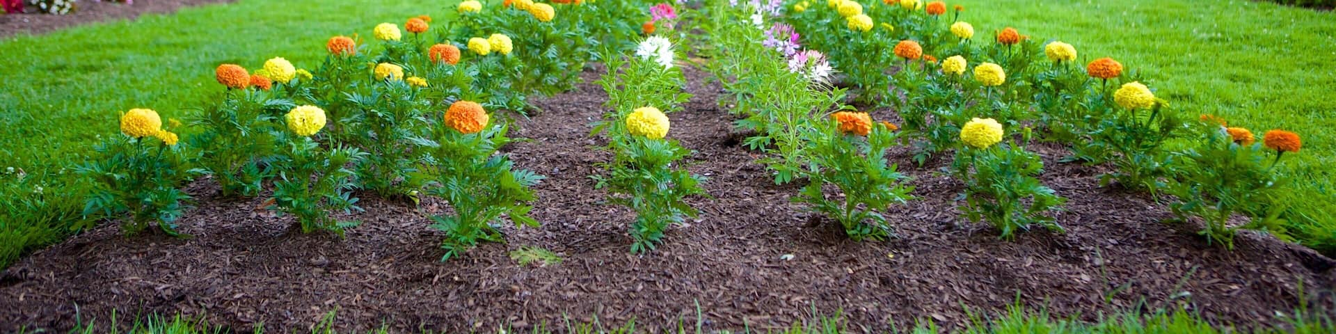 Elizabeth Park featuring a park and flowers
