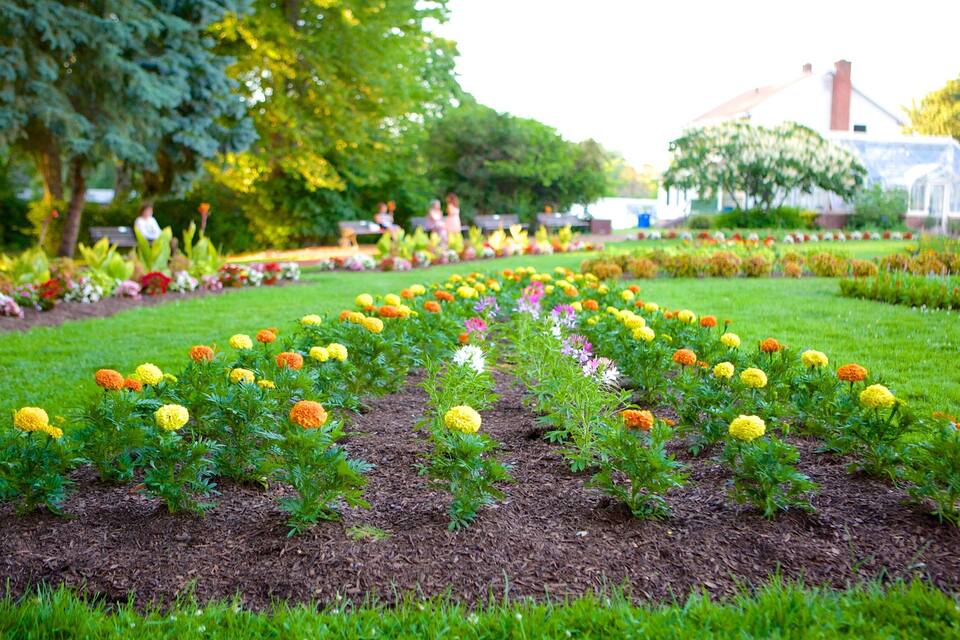 A garden with rows of marigolds and other flowers, a greenhouse, and trees.