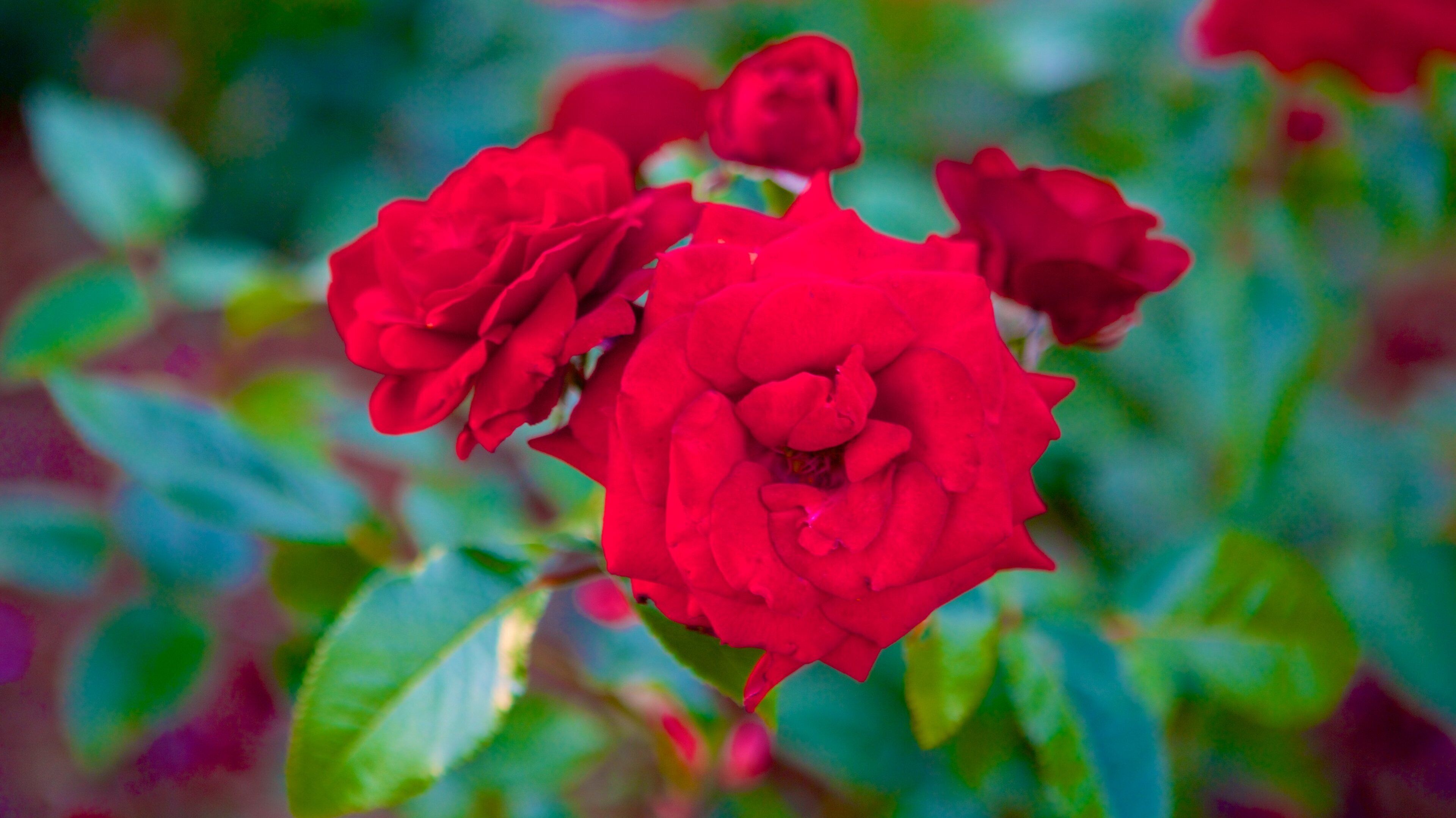 Elizabeth Park featuring wildflowers and flowers