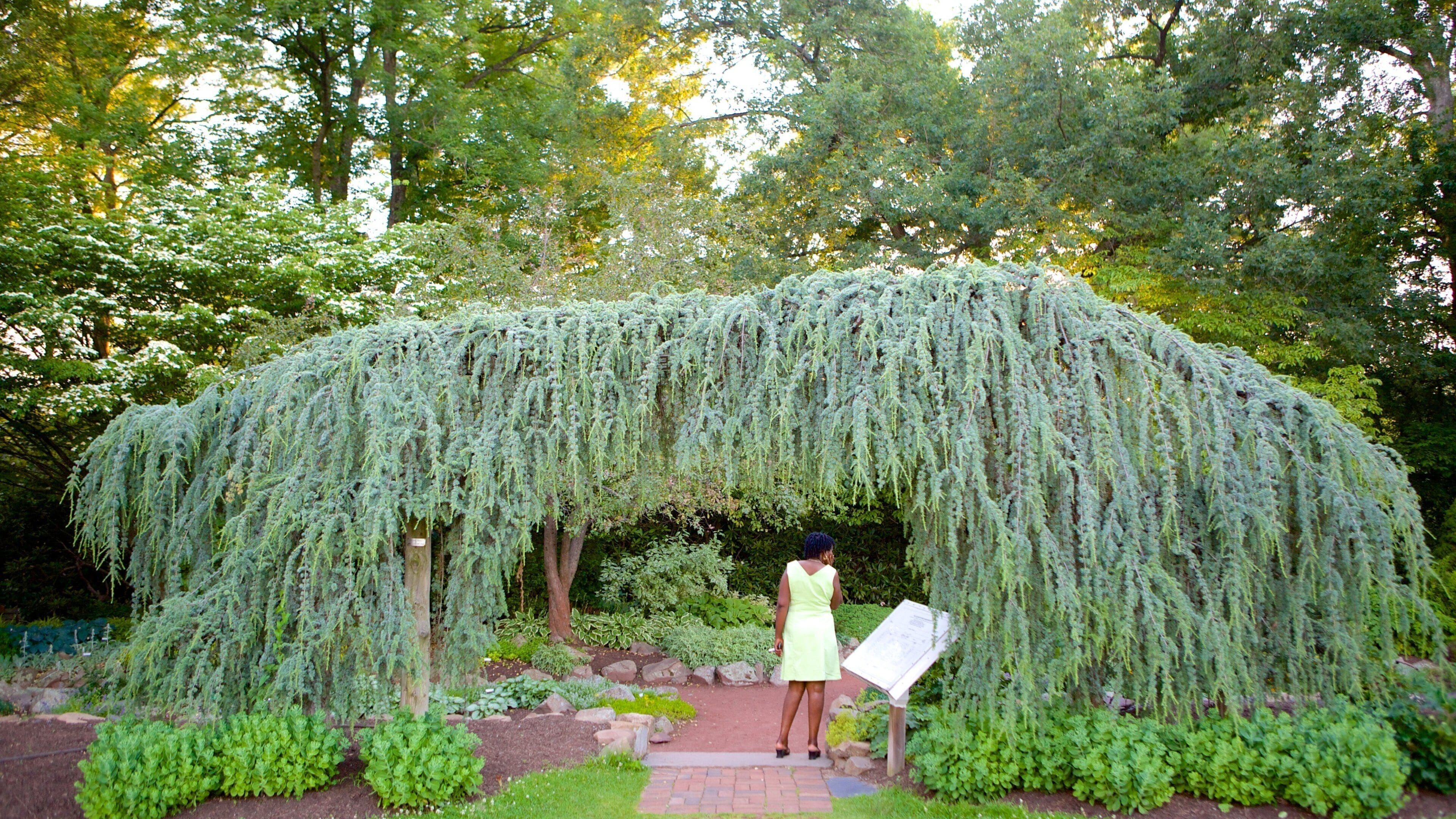A weeping willow arbor in a garden with a woman standing beneath it.