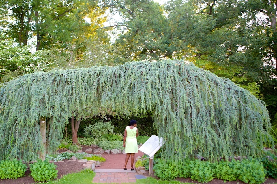 Un arbol de sauce llorón en un jardín, con una mujer parada debajo.