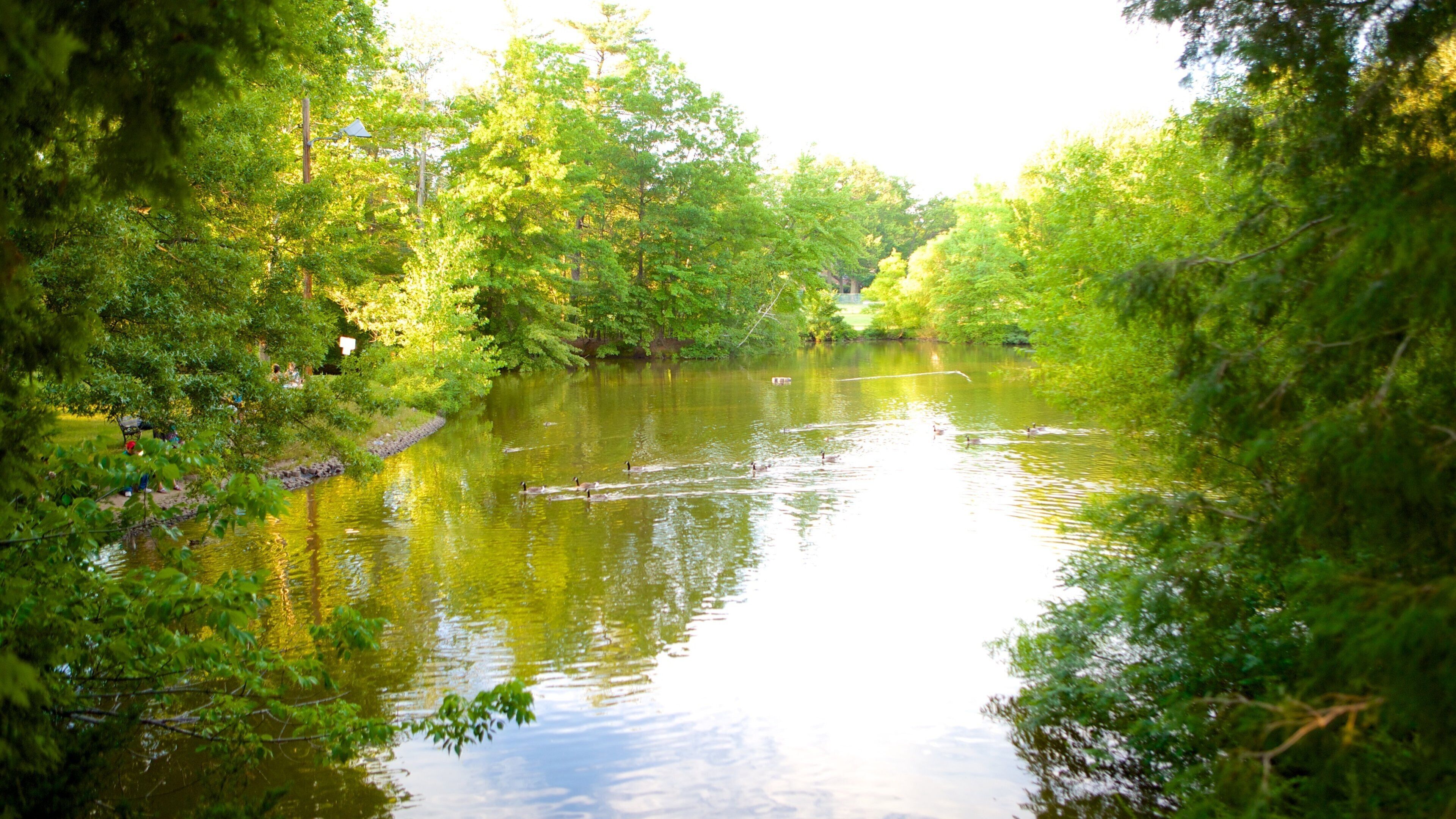 Elizabeth Park featuring a park and a pond