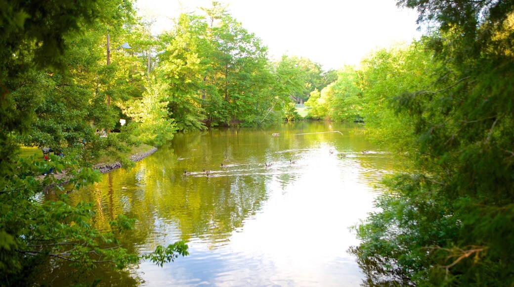 Elizabeth Park showing a pond and a park