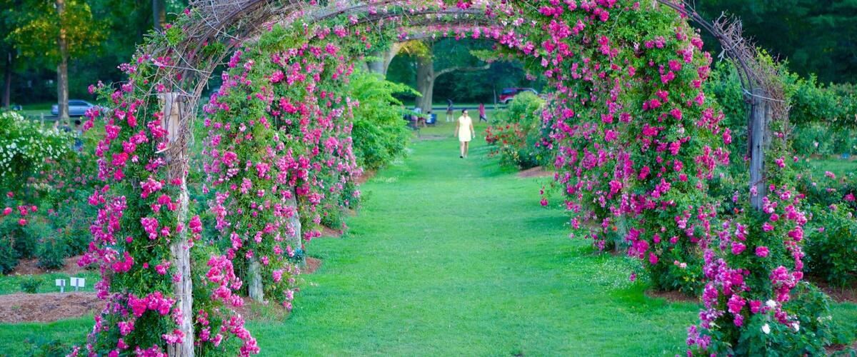 Elizabeth Park que incluye un parque, flores salvajes y flores