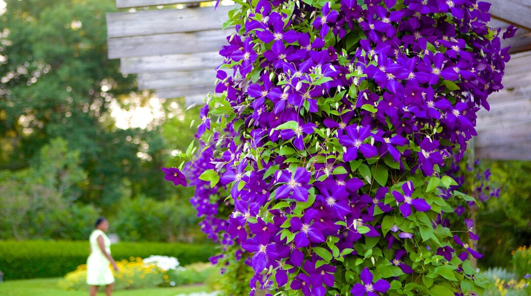 Elizabeth Park which includes a garden, flowers and wildflowers