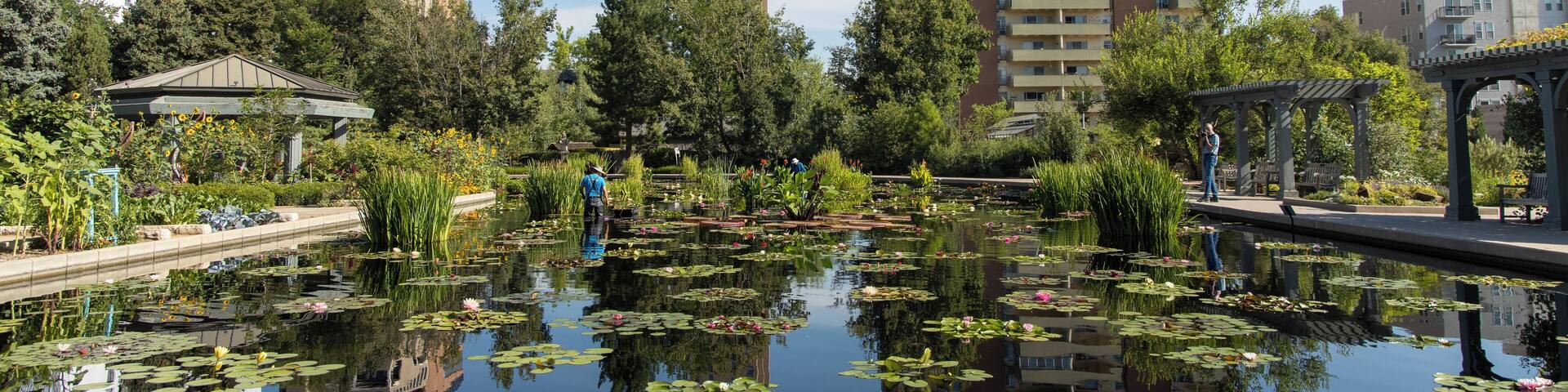 A serene pond with lily pads and water lilies surrounded by lush greenery and tall buildings in the background.