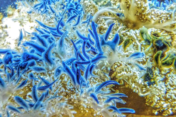 A close-up of blue coral with branching structures and small white organisms.
