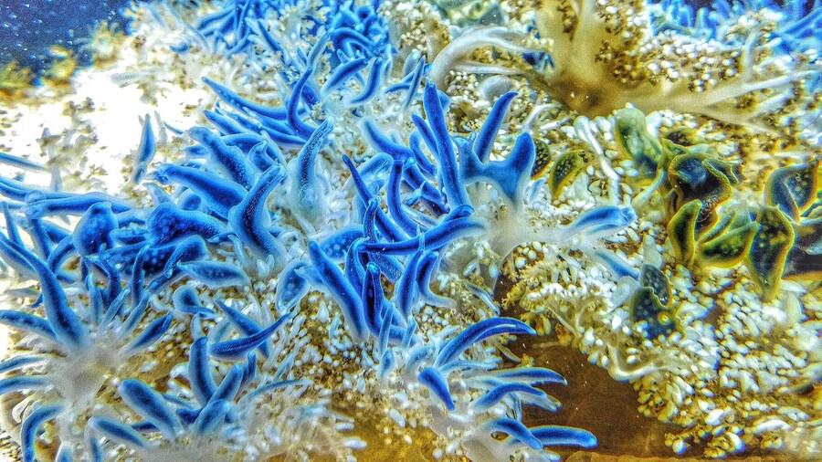 Upside Down Jellfish at the Denver Aquarium