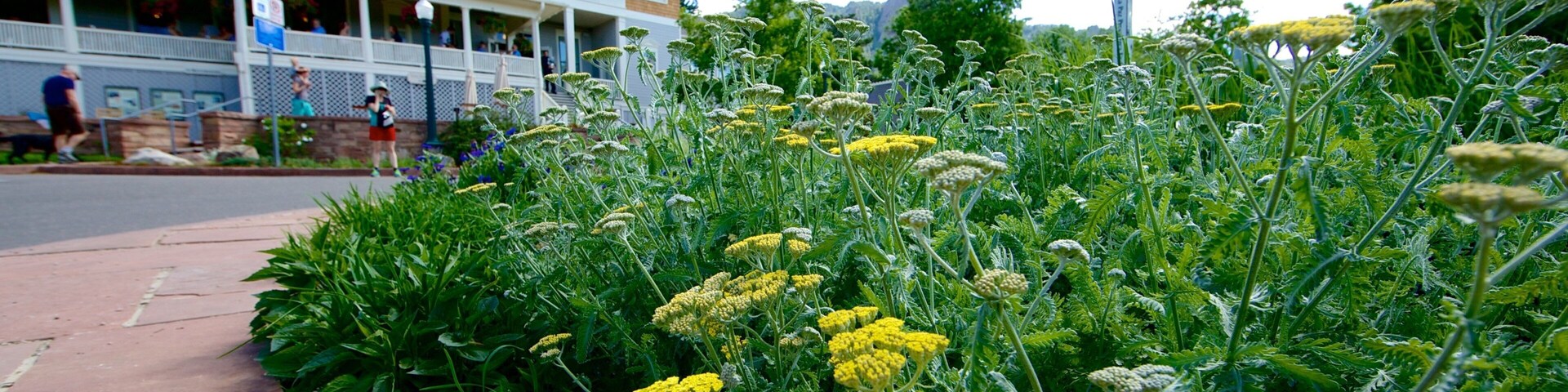 Um refeitório com flores amarelas e folhagem verde.