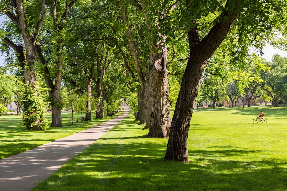 A tree-lined path in a park with a cyclist in the distance.