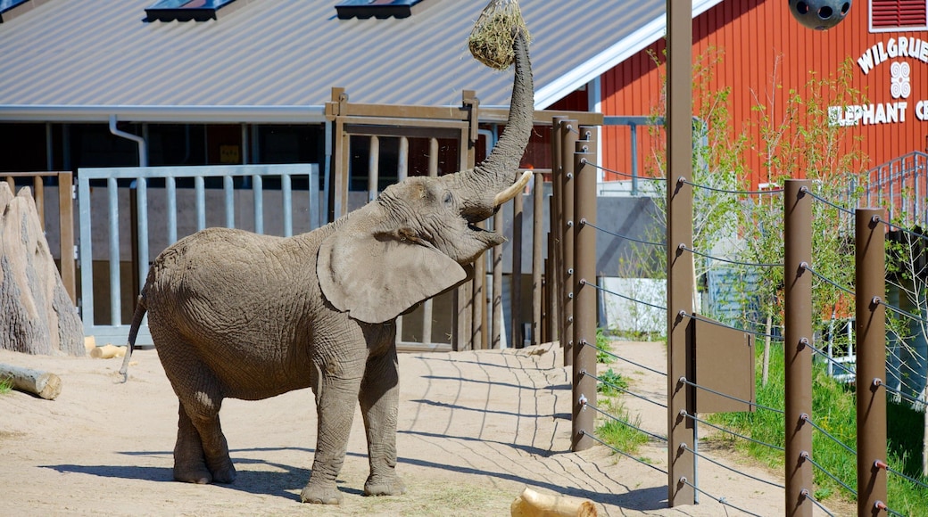 Cheyenne Mountain Zoo montrant animaux terrestres et animaux du zoo